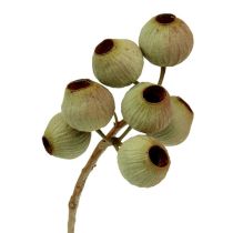 Kategoria Srebrniki (Protea)