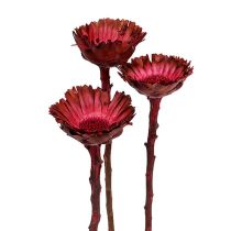 Kategoria Srebrniki (Protea)