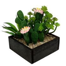 Kategoria Kaktusy i sukulenty