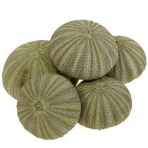 Kategoria Ozdoba z muszli