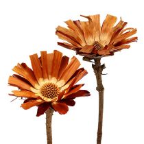 Kategoria Srebrniki (Protea)