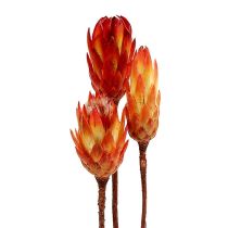 Kategoria Srebrniki (Protea)