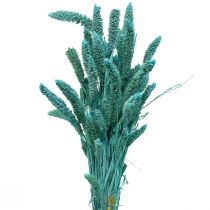 Produkt Kwiaty suszone, Setaria Pumila, proso niebieskie 65cm 200g