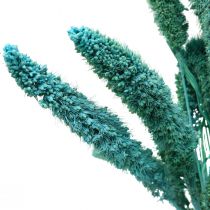 Produkt Kwiaty suszone, Setaria Pumila, proso niebieskie 65cm 200g