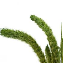 Produkt Kwiaty suszone, Setaria Pumila, szczecina prosa zielonego 75cm 170g