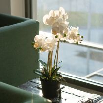 Produkt Sztuczna orchidea w doniczce, która stworzy harmonijną atmosferę, biała, 60 cm