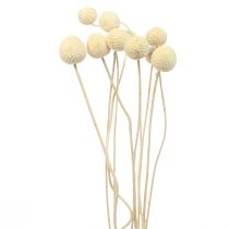 Produkt Kwiaty suszone Craspedia suszona, podudzia bielone 60cm 10 szt