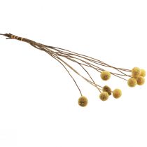Produkt Suszone kwiaty Craspedia, żółte, 70 cm, dekoracyjne, 10 szt.