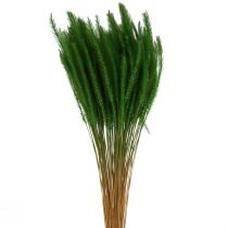 Produkt Proso zielone Setaria viridis sucha trawa 52cm 28g