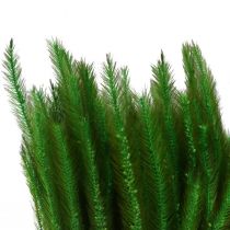 Wyczyniec zielony Setaria viridis sucha trawa 52cm 28g