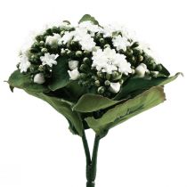 Produkt Sztuczne Kalanchoe Flaming Käthchen White 24cm