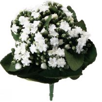 Produkt Sztuczne Kalanchoe Flaming Käthchen White 24cm