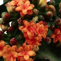 Produkt Płonąca Käthchen Kalanchoe sztuczna pomarańcza 24cm