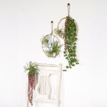 Produkt Sedum &#39;Rubin&#39; roślina wisząca – dekoracyjna, łatwa w pielęgnacji sukulenta 43cm 3szt.