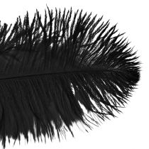 Produkt Dekoracyjne strusie pióra czarne pióra 38-40cm 2szt