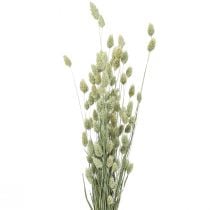 Trawy suszone Phalaris susz florystyczny suchy naturalny 55cm 80g