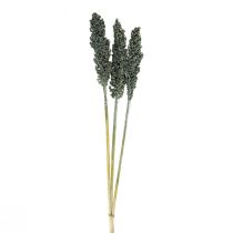 Produkt Kwiaty suszone sorgo proso niebiesko-zielone sucha florystyka 72cm 3 szt