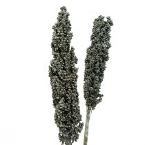 Produkt Kwiaty suszone sorgo proso niebiesko-zielone sucha florystyka 72cm 3 szt