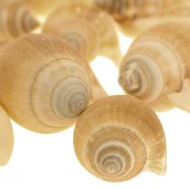 Muszle Ślimaka Deco Ślimak Morski Brązowy Biały 3,5-5cm 250g