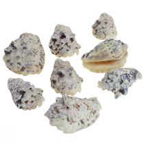 Muszle ślimaków deco ślimaki morskie naturalne 5,5-7,5cm 250g