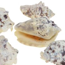 Muszle ślimaków deco ślimaki morskie naturalne 5,5-7,5cm 250g