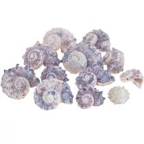 Muszle Ślimaków Deco Ślimaki Morskie Fioletowy Biały 3-6cm 250g