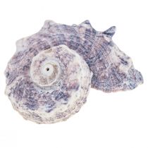Muszle Ślimaków Deco Ślimaki Morskie Fioletowy Biały 3-6cm 250g