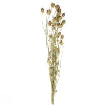 Produkt Nigella susz kwiat Jungfer im Grünen sucha florystyka 24-45cm 20g