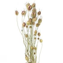 Produkt Nigella susz kwiat Jungfer im Grünen sucha florystyka 24-45cm 20g