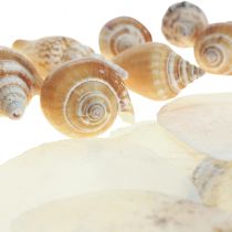 Capiz małże dekoracja z muszli ślimaka morski brąz biały 600g