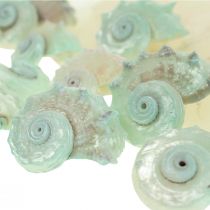 Capiz Masa perłowa Plasterki Masa perłowa Muszla ślimaka morskiego Zielona 2–9 cm 650 g