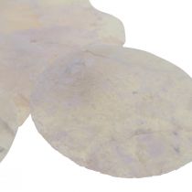 Capiz muszle z masy perłowej krążki deco muszle jasnoróżowe Ø8cm