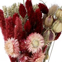 Produkt Bukiet suszonych kwiatów słomianych kwiatów Phalaris czerwony 30cm