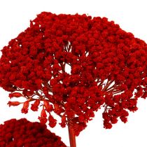 Achillea 1kg mak czerwony