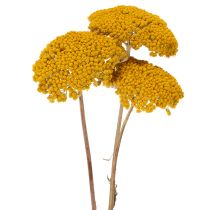 Produkt Achillea Natur Gelb Krwawnik pospolity suszone kwiaty żółte 1kg