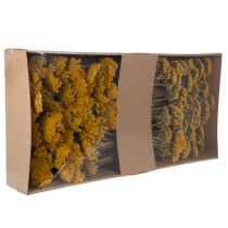 Produkt Achillea Natur Gelb Krwawnik pospolity suszone kwiaty żółte 1kg