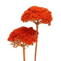 Produkt Achillea Pomarańcza Suszone Kwiaty Krwawnik 45-60cm 1kg