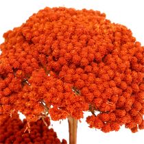 Achillea 1kg pomarańczy