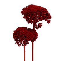 Produkt Achillea 1kg wino czerwone