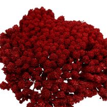 Produkt Achillea 1kg wino czerwone