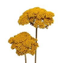 Achillea 1kg naturalny