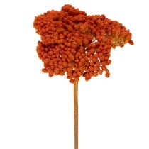 Produkt Achillea Orange suszone kwiaty, krwawnik pospolity, 45-60 cm, 1 kg