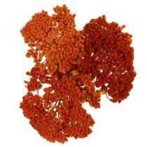 Produkt Achillea Orange suszone kwiaty, krwawnik pospolity, 45-60 cm, 1 kg