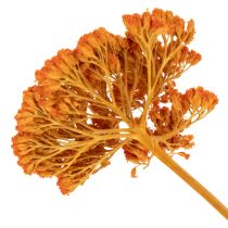 Produkt Achillea Orange suszone kwiaty, krwawnik pospolity, 45-60 cm, 1 kg