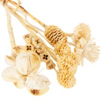 Produkt Seria Africa, wybielona, 60 sztuk