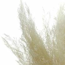 Sucha trawa Agrostis bielona 40g