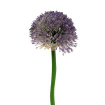 Allium 87cm Lawenda