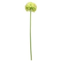 Produkt Allium zielony kwiat sztuczna cebula ozdobna Ø18cm 90cm