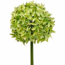 Produkt Ozdobny Allium, Kwiat Jedwabny, Sztuczna Kula Por Zielony Ø20cm L72cm