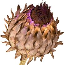 Produkt Suszony kwiat karczocha Cynara Ø9cm 16 szt.